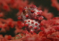   Pygmy seahorse Hippocampus bargibanti its natural habitat gorgonian seafan. seafan  